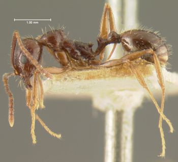 Media type: image; Entomology 20606   Aspect: habitus lateral view